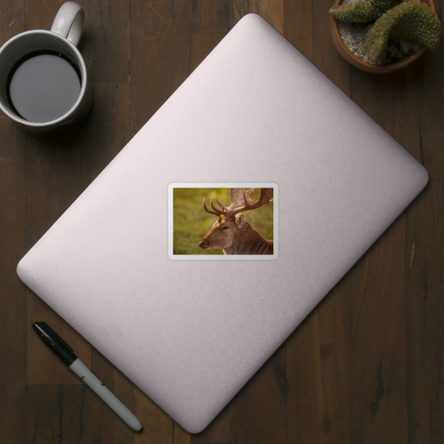 Gentle fallow deer portrait by AYatesPhoto